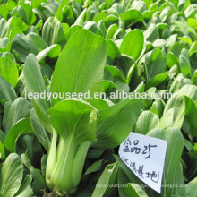 MPK01 Qingeng mid early high quality pakchoi seeds f1 hybrid